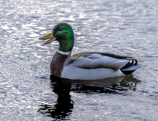 Closeup of a quacking mallard drake with iridescent green feathers