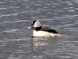 Closeup of a bufflehead duck swimming with iridescent head feathers