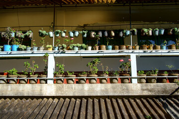 A neat arrangement of flower pots on a house balcony.