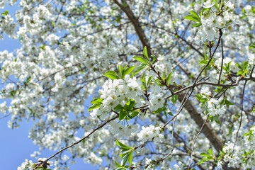 cherry blossoms against the blue sky