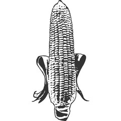 Corn Vintage Illustration Vector