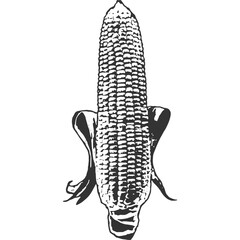 Corn Vintage Illustration Vector