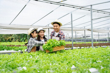 Asian family father, mother and daughter picking vegetables. Happy inspecting your own hydroponic vegetable garden..