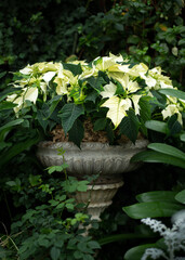 White poinsettia growing in a large pot
