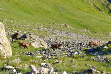 Kozice w Tatrach, zwierzęta, kierdel, coroczne liczenie przyrostu naturalnego, liczenie  - obrazy, fototapety, plakaty