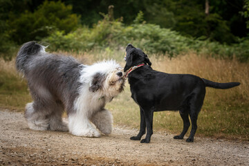 old english sheepdog playing with his friend a black labrador
