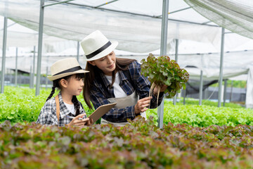 Naklejka na ściany i meble Asian family father, mother and daughter picking vegetables. Happy inspecting your own hydroponic vegetable garden..