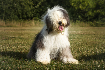 Old English Sheepdog sitting with a head tilt looking at the camera