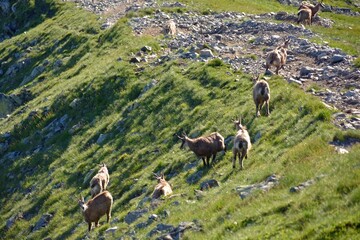 Kozice w Tatrach, zwierzęta, kierdel, coroczne liczenie przyrostu naturalnego, liczenie 