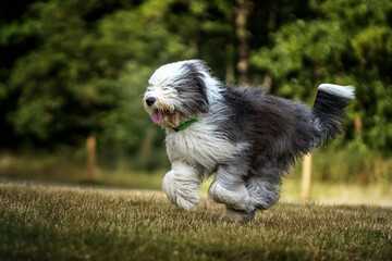 Fototapeta premium Old English Sheepdog running right to left in a field