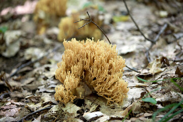 Mushrooms beside a hiking trail in Ontario.