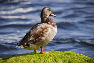 Duck, Bird, Sea Bird, Baltic sea