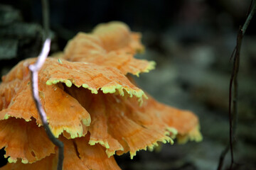 Mushrooms beside a hiking trail in Ontario.