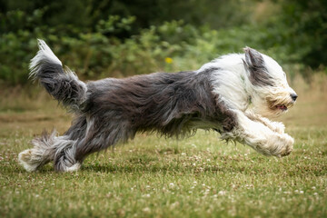 Old English Sheepdog running left to right at full stretch