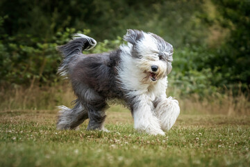 Old English Sheepdog running right to left and looking at the camera