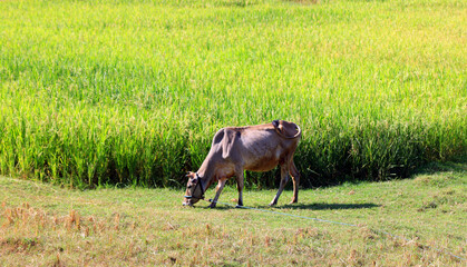A village animal cow is eating grass in the green background. Landscape  and agricultural natural view.