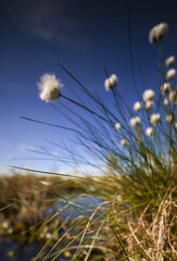 Fototapeta na wymiar Cotton grass in the bog, Beautiful day in moor Oppenweher Moor, swamp area