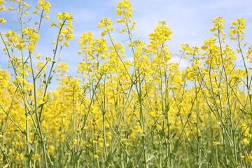 Fototapeta premium Raps