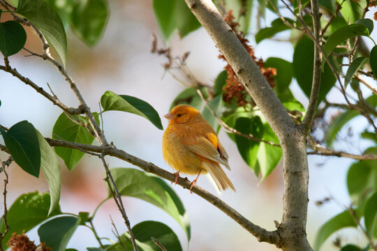 	
Ausgeb&uuml;xter Kanarienvogel im Sommer	
