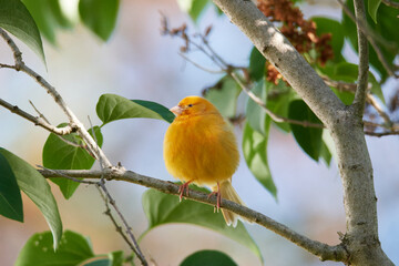 	
Ausgebüxter Kanarienvogel im Sommer	
