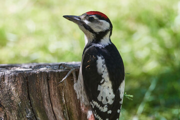 Junger Buntspecht erkundet seine Umgebung	