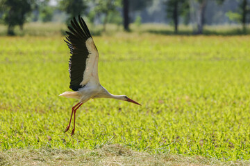wild birds, Wings, plumage, stork starts