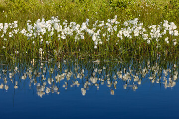 Oppenweher Moor, cotton grass, nature reserve, reflection