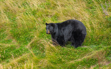 Obraz na płótnie Canvas Black bear (Ursus americanus) in tall grass