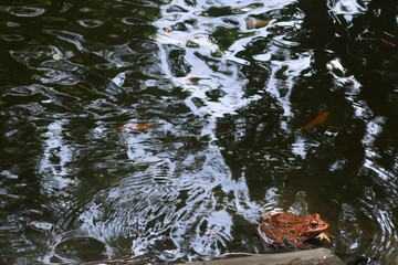 a big frog in disturbed water