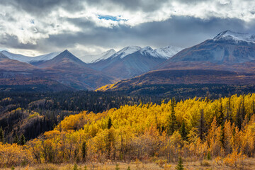 Mountain landscape in yellow autumn colors, Yukon territory Canada - obrazy, fototapety, plakaty