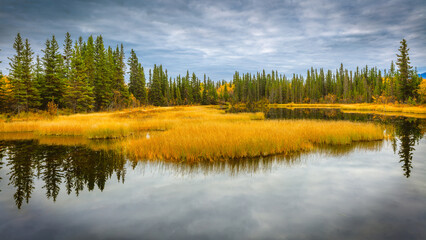 Swamp with lake and coniferous trees, Wrangell St Elias National Park, Alaska