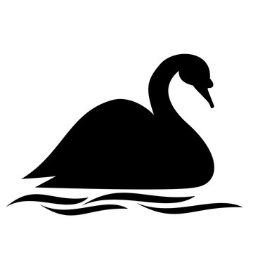 black swan on the lake Silhouette