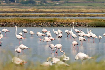 Flamingo, Greater Flamingo, Phoenicopterus roseus