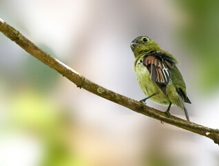 Gebandeerde Bekarde, Barred Becard, Pachyramphus versicolor