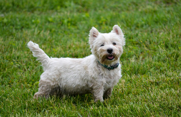 In Memoriam 2022, Sophia, West Highland Terrier