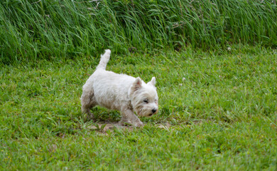 Naklejka na ściany i meble In Memoriam 2022, Sophia, West Highland Terrier