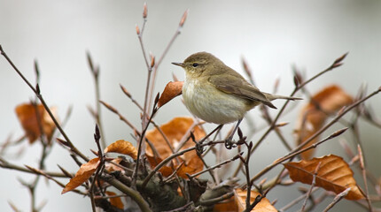 Common Chiffchaff, Tjiftjaf, Phylloscopus collybita