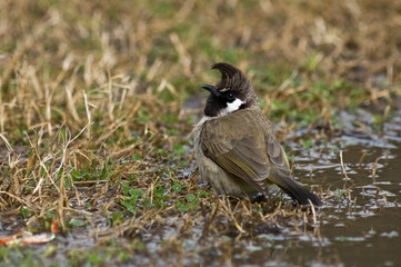 Himalaya Witoorbulbul, Himalayan Bulbul, Pycnonotus leucogenys