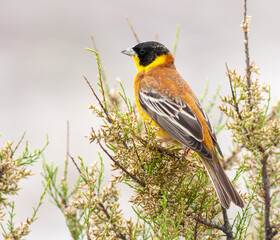 Black-headed Bunting, Emberiza melanocephala