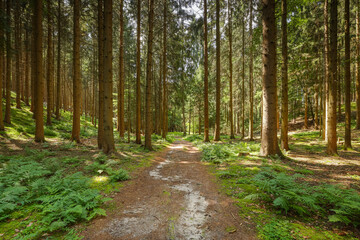 trail in forest