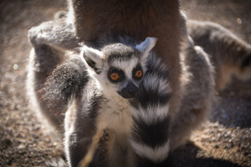 Lemur Kata is eating some grass whitch he found on the floor.