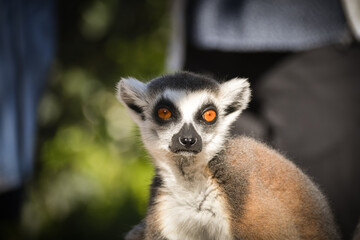Lemur Kata is sitting in grass and watching people around.