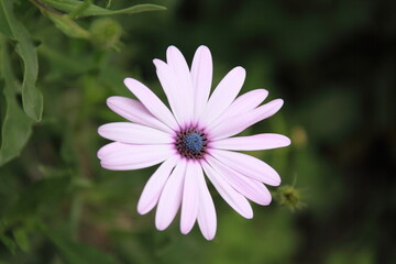 Fototapeta premium margarita1