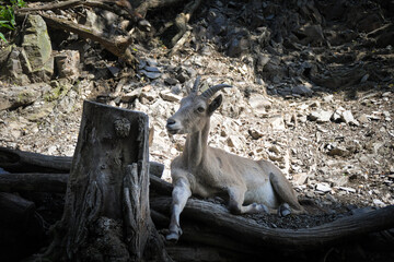 Goat is lying in zoo habitat. Zoo i czech republic.