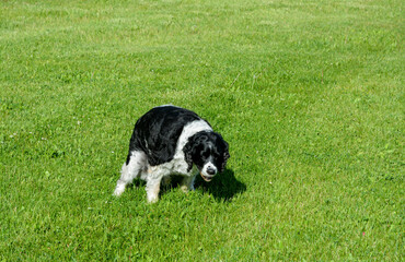 Fototapeta premium In Memoriam 2022, Jasper, ESS