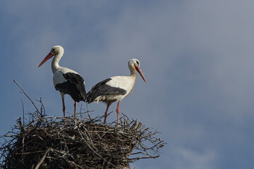 Couple of storks in the nest