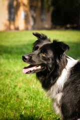Autumn face of tricolor border collie He is so cute in the leaves. He has so lovely face.