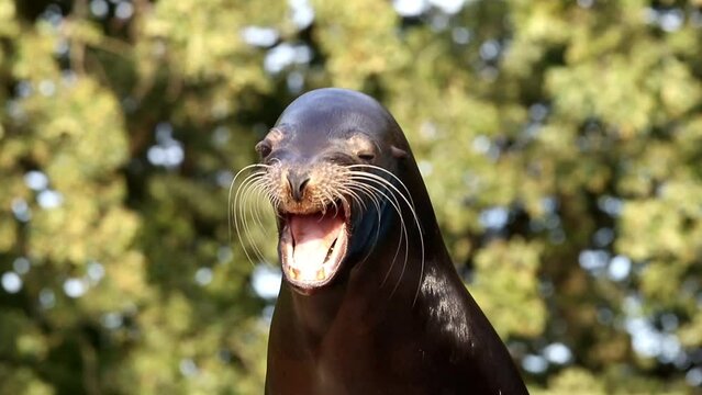 ein seel&ouml;we &ouml;ffnet sein maul, portrait, mehrere szenen, 50 fps, zalopus californianus
