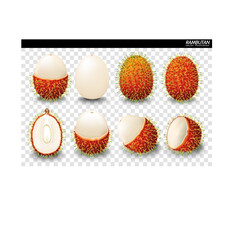 Rambutan Fruit Vector. a realistic style. Isolated objects on background. - Vector