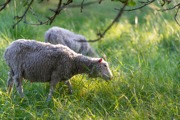 Naklejka na ściany i meble Sheep grazing in a field. Åland Islands, Finland.